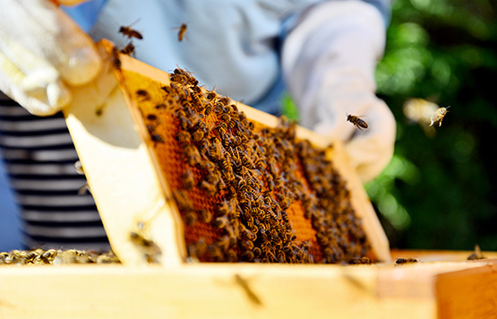 Arredamento e apicoltura: da oggi si può!